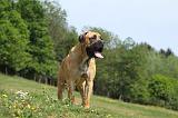 BOERBULL 021